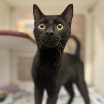 Lilac -  Domestic Short Hair Cat for Adoption in Cheyenne, Wyoming - Lilac | PetCurious