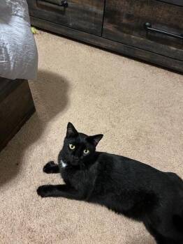 Super C -  Domestic Short Hair Cat for Adoption in Kinston, North Carolina - Super C | PetCurious