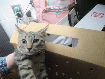 BRIENNE -  Domestic Short Hair Cat for Adoption in Ocala, Florida - BRIENNE | PetCurious