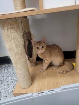 Grenada -  Domestic Short Hair Cat for Adoption in Republic, Missouri - Grenada | PetCurious