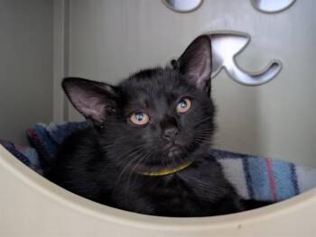 A887301 -  Domestic Short Hair Cat for Adoption in Camarillo, California - A887301 | PetCurious