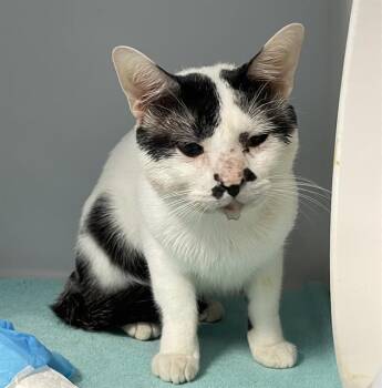 MAX -  Domestic Short Hair Cat for Adoption in Palmetto, Florida - MAX | PetCurious