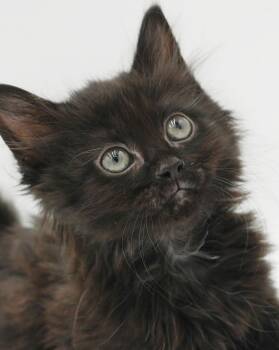 Pepsi - your poofy thirst will def be quenched by this adorable  -  Maine Coon and Norwegian Forest Cat Cat for Adoption in Bedford Hills, New York - Pepsi - Your Poofy Thirst Will Def Be Quenched By This Adorable  | PetCurious