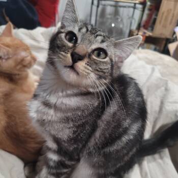 Rescue Domestic Short Hair Cats for Adoption in Los Angeles, California - Robinson | PetCurious