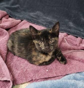 Cranberry -  Domestic Short Hair Cat for Adoption in Westfield, Wisconsin - Cranberry | PetCurious