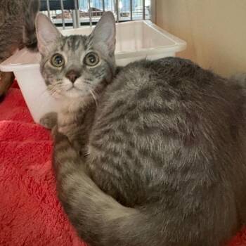 Edweina -  Domestic Short Hair Cat for Adoption in Leander, Texas - Edweina | PetCurious