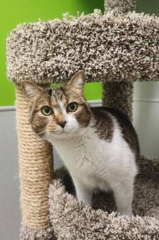 Domestic Short Hair Cats Available for Adoption in Jackson, Tennessee - Honey | PetCurious