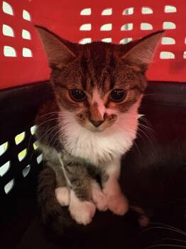 Susie -  Domestic Short Hair Cat for Adoption in Cincinnati, Ohio - Susie | PetCurious