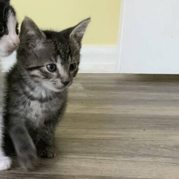 Pumpkin - The Fall Kittens -  Domestic Short Hair Cat for Adoption in Yardley, Pennsylvania - Pumpkin - The Fall Kittens | PetCurious