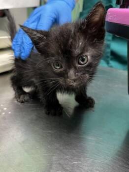 CARL GRIMES -  Domestic Short Hair Cat Available for Adoption in Killeen, Texas - CARL GRIMES | PetCurious