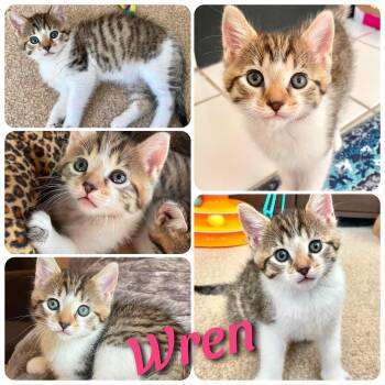 Wren -  Domestic Short Hair Cat for Adoption in Hollister, California - Wren | PetCurious
