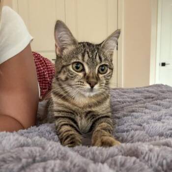 Chicken -  Domestic Short Hair Cat for Adoption in Columbia, South Carolina - Chicken | PetCurious