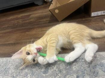 Rollie -  Domestic Short Hair Cat for Adoption in Scott, Louisiana - Rollie | PetCurious