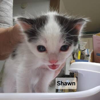Domestic Short Hair Cats Available for Adoption - B-SHAWN | PetCurious