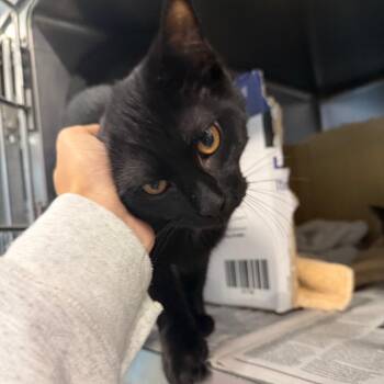 Tito -  Domestic Short Hair Cat for Adoption in Chicago, Illinois - Tito | PetCurious
