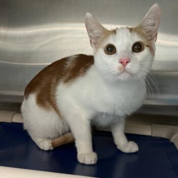 Cody -  Domestic Short Hair Cat for Adoption in Philadelphia, Pennsylvania - Cody | PetCurious