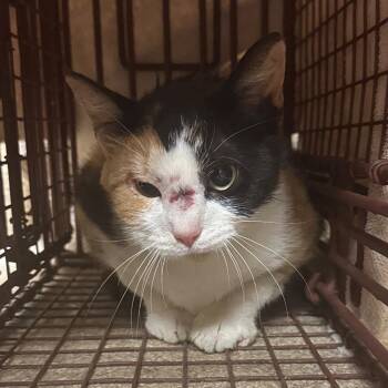 Laurie -  Domestic Short Hair Cat for Adoption in Bristol, Indiana - Laurie | PetCurious