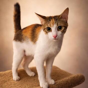 Flora -  Domestic Short Hair Cat for Adoption in Gainesville, Georgia - Flora | PetCurious