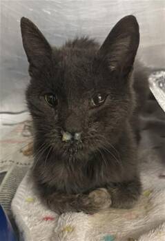 Domestic Short Hair Cats Available for Adoption - NATHAN | PetCurious