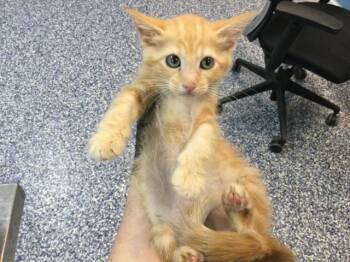 WONTON -  Domestic Medium Hair Cat for Adoption in Thousand Palms, California - WONTON | PetCurious