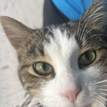 Erwin -  Domestic Short Hair Cat for Adoption in Hutchinson, Minnesota - Erwin | PetCurious