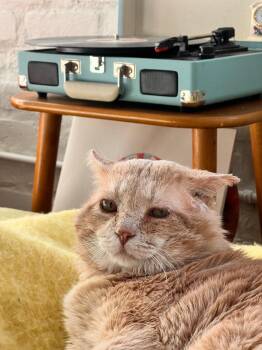 Domestic Short Hair Cats Available for Adoption in Minneapolis, Minnesota - Meatloaf (FIV+) | PetCurious