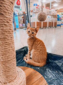 Baset -  Tabby Cat for Adoption in Goodyear, Arizona - Baset | PetCurious