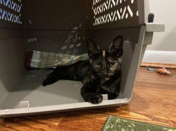 Keen -  Domestic Short Hair Cat for Adoption in Cincinnati, Ohio - Keen | PetCurious