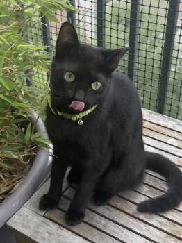 Bombay and Domestic Short Hair Cats Available for Adoption in Houston, Texas - Magic (Belly Boy) | PetCurious