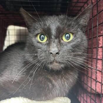 Domestic Short Hair Cats Available for Adoption in Bristol, Indiana - Quest | PetCurious
