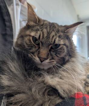Domestic Long Hair Cats Available for Adoption - Rocket | PetCurious