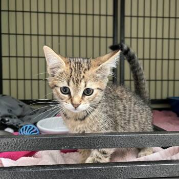 Domestic Short Hair Cats Available for Adoption in Long Beach, California - Betty | PetCurious