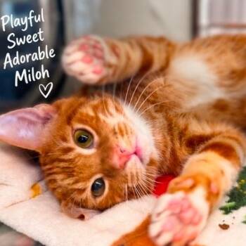 Miloh -  Domestic Short Hair Cat for Adoption in Auburndale, Florida - Miloh | PetCurious