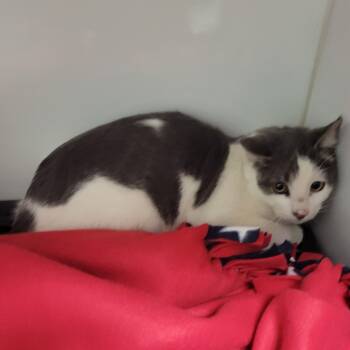 Rescue Domestic Short Hair Cats for Adoption in Bloomington, Illinois - Caius | PetCurious