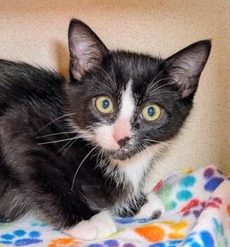 Ransom -  Domestic Short Hair Cat for Adoption in Bellevue, Washington - Ransom | PetCurious