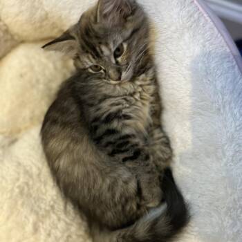 Chicago -  Domestic Medium Hair Cat for Adoption in Roswell, Georgia - Chicago | PetCurious