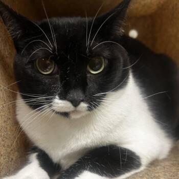 Adrian -  Domestic Short Hair Cat for Adoption in Reno, Nevada - Adrian | PetCurious
