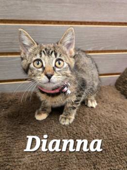 Dianna -  Domestic Short Hair Cat for Adoption in Sidney, Ohio - Dianna | PetCurious