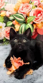 Domestic Short Hair Cats Available for Adoption in Ocean Springs, Mississippi - Flynn | PetCurious