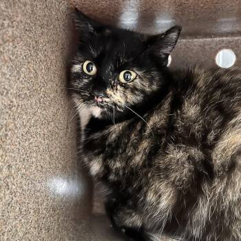 Domestic Short Hair Cats Available for Adoption in Salt Lake City, Utah - Citrus | PetCurious