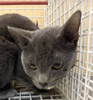 Rescue Domestic Short Hair Cats for Adoption in Spokane Valley, Washington - Steel | PetCurious