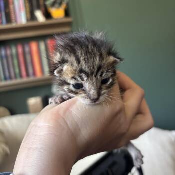 Broccoli -  Domestic Medium Hair Cat for Adoption in Pacific Grove, California - Broccoli | PetCurious