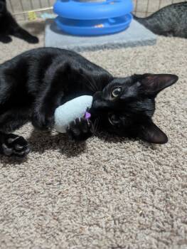 Jean Luc -  Domestic Short Hair Cat for Adoption in Diamond Springs, California - Jean Luc | PetCurious
