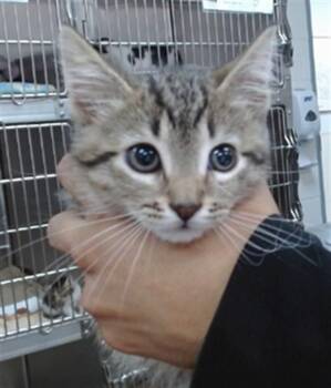 SPARKY -  Domestic Short Hair Cat for Adoption in Salinas, California - SPARKY | PetCurious
