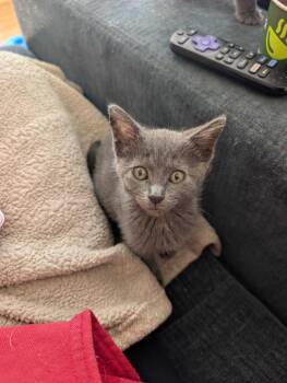 Rainy Day -  Domestic Short Hair Cat for Adoption in Topeka, Kansas - Rainy Day | PetCurious