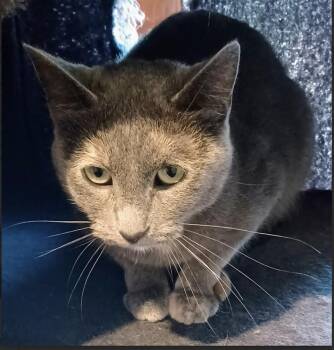 Rescue Domestic Short Hair Cats for Adoption in Monticello, Minnesota - Mama Wren | PetCurious