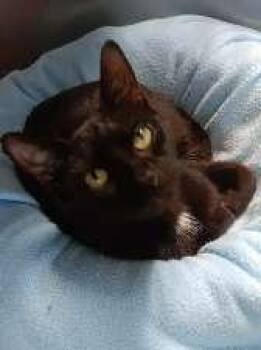 ZEN -  Domestic Short Hair Cat for Adoption in Seymour, Indiana - ZEN | PetCurious