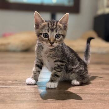 Broccoli -  Domestic Short Hair Cat for Adoption in Bentonville, Arkansas - Broccoli | PetCurious