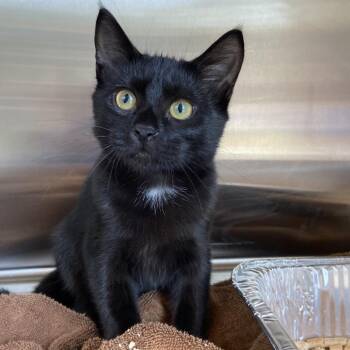 Slushie -  Domestic Short Hair Cat for Adoption in Greensboro, North Carolina - Slushie | PetCurious