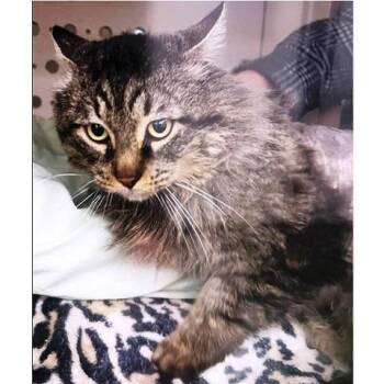 Tabby Cats Available for Adoption - Mr Bean | PetCurious
